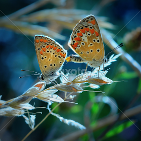 Rendez-vous by Claudio Minghi - Animals Insects & Spiders