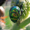Rainbow Shield bug nymphs