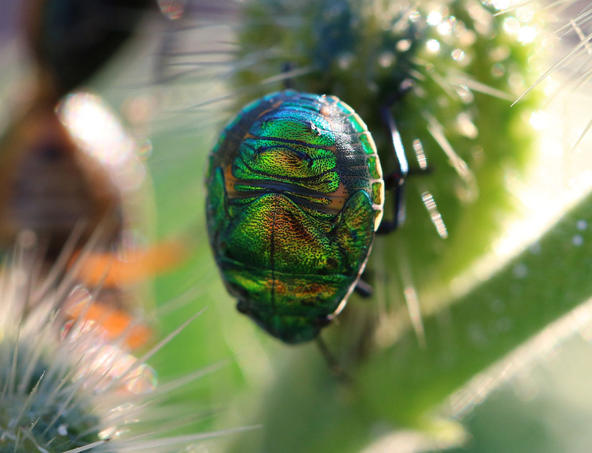 Rainbow Shield bug nymphs