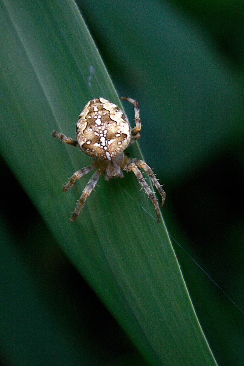 Diadem spider