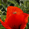 Oriental poppy