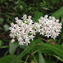 Swamp milkweed