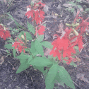 Cardinal flower