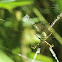 st.andrews cross spider