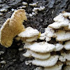 Spongy-toothed Polypore mushroom