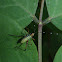 Bush Katydid Nymph