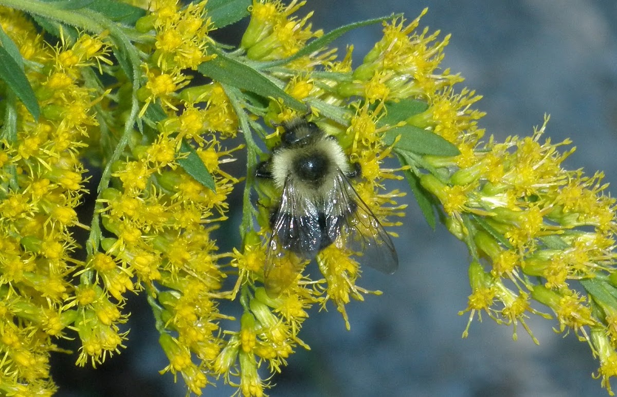 Golden Northern Bumble Bee