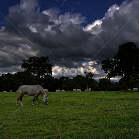 by Ažbe Janežič - Animals Horses