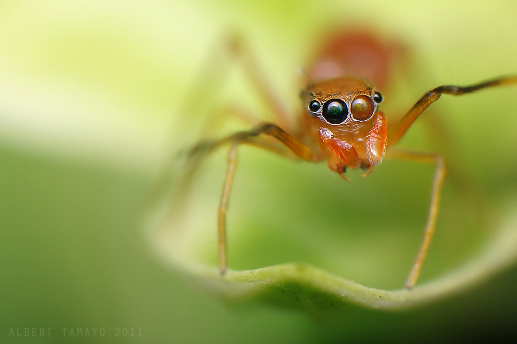 Ant-mimic spider