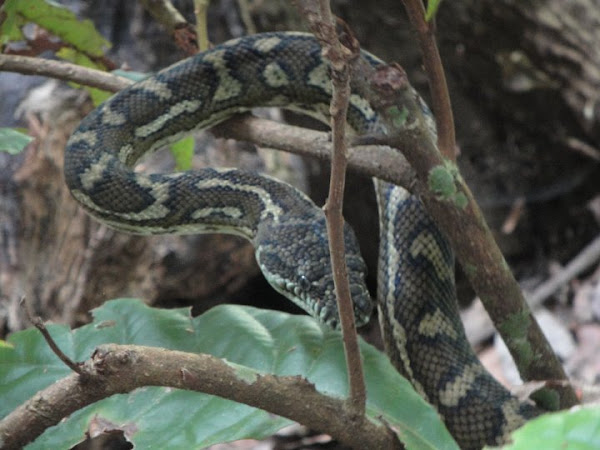 Eastern carpet python | Project Noah
