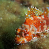 Madeira rock-fish