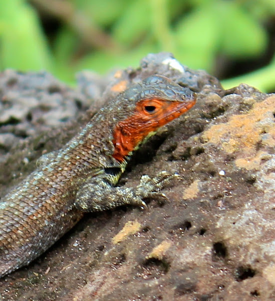 Santa Cruz Lava Lizard (female) | Project Noah