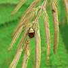 Gold Leaf Beetle