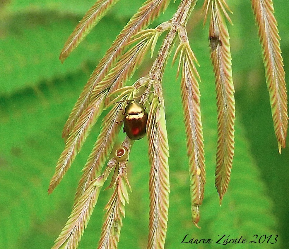 Gold Leaf Beetle