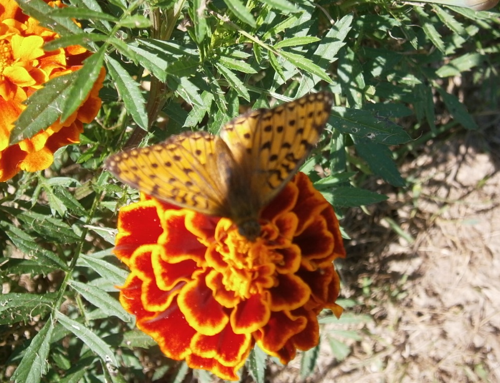 Butterfly and flover