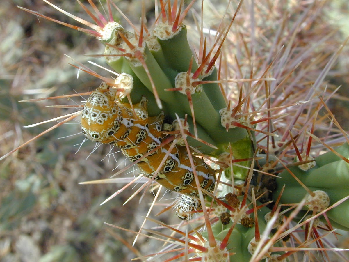 Staghorn cholla moth (larva)