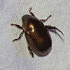 Callisthethus Beetle