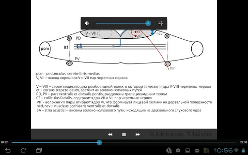 Metencephalon. Pons.