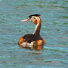 Great crested grebe  (juvenile)