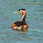 Great crested grebe  (juvenile)