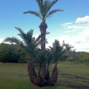 Dates palm