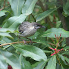 Red Wattlebird