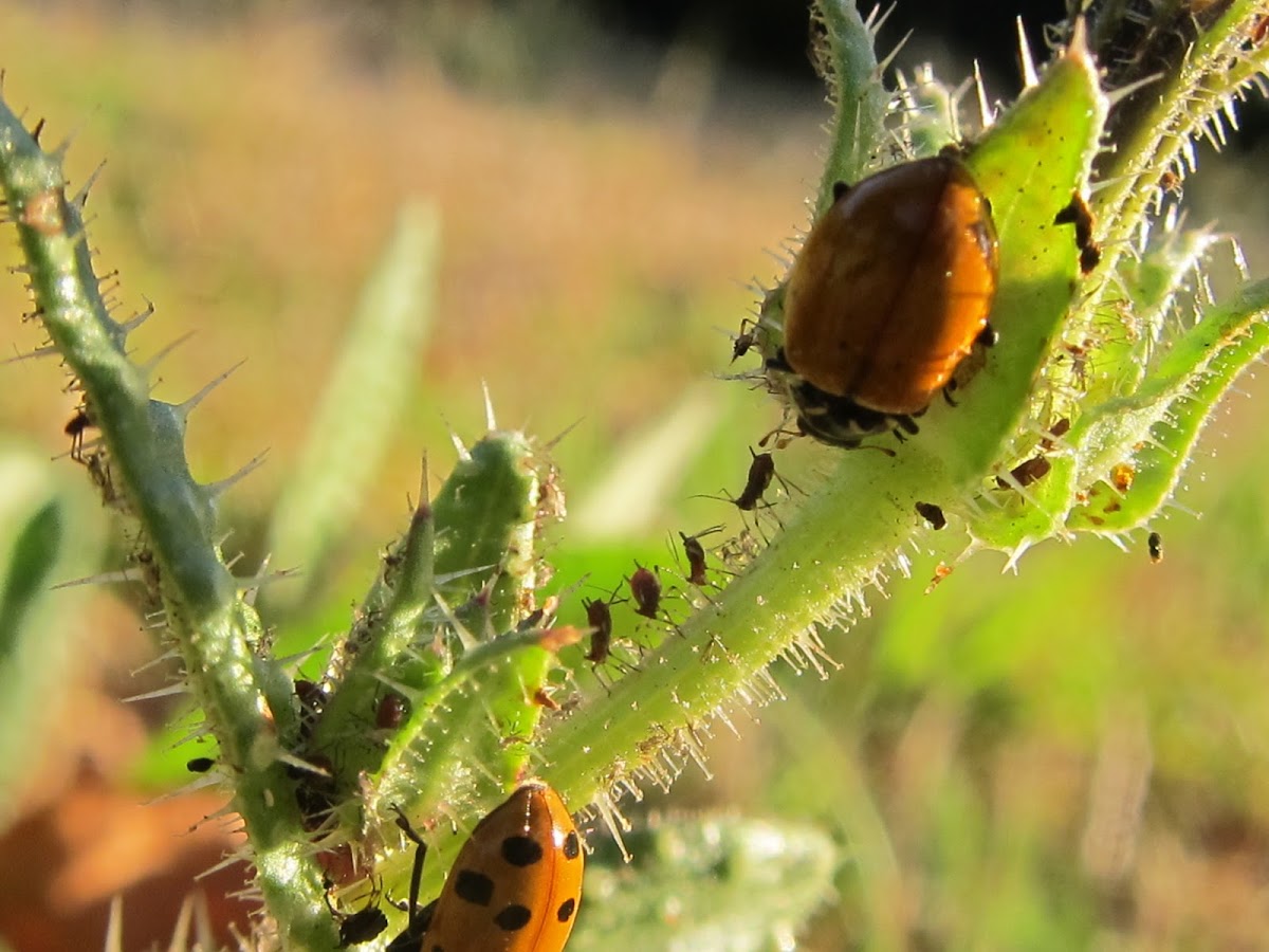 Convergent Ladybugs eating aphids