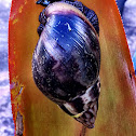 Giant African land snail