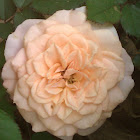 Minature rose