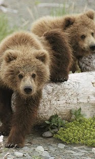 Download Bears wallpaper APK for PC