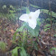 Great White Trillium