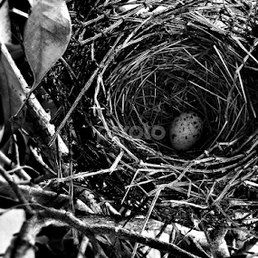 Vida by Ana Batista Constantino - Black & White Objects & Still Life