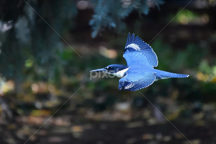 Blue Rocket by Ken Miracle - Animals Birds