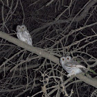 Eastern Screech Owl