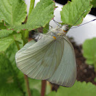 Great southern white butterfly