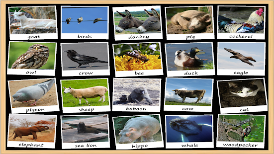 How to download Animal Sounds Soundboard 1.0 apk for pc