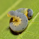 Unknown Sawfly Larva