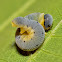 Unknown Sawfly Larva