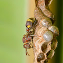 Small Brown Paper wasp