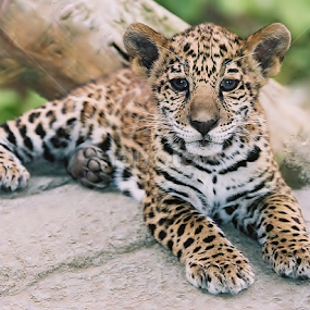 Young Jaguar  by Paul Wyman - Animals Lions, Tigers & Big Cats