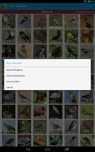 South American Birds Sounds Screenshots 6
