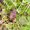 Cape Mountain Cockroach