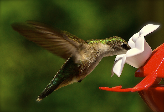 Ruby Throated Hummingbird