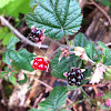 Common Blackberry