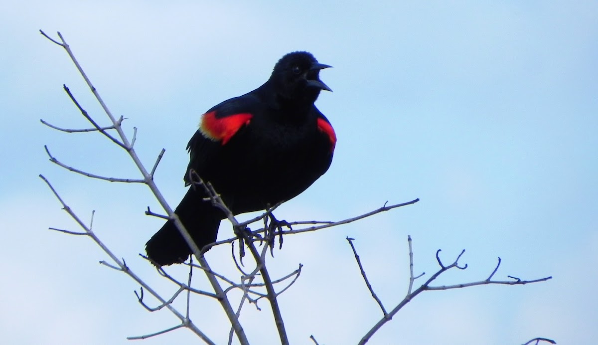 Red-winged Black Bird, Adult Male
