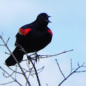 Red-winged Black Bird, Adult Male