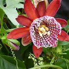 Brazilian Passion Flower