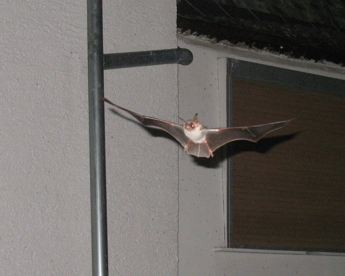 Greater mouse-eared Bat
