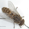Diptera brachycera