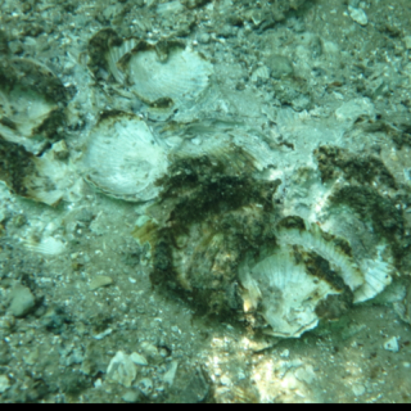 Fossil scallop shells